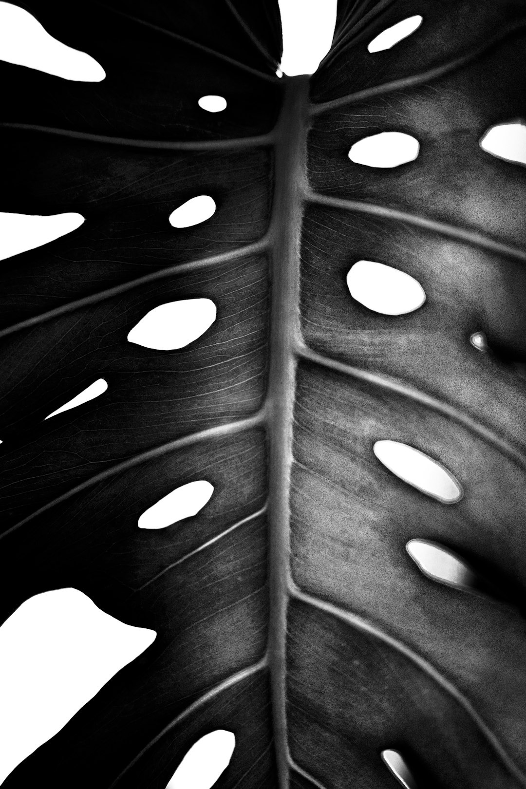 A detailed Monstera leaf showing its natural fenestrations and textures.